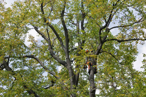 Best Tree Maintenance Programs  in Stedman, NC